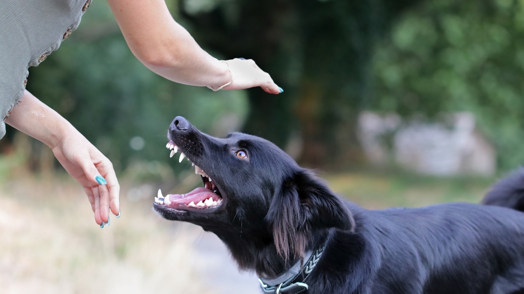 Dog Bite Injury Attorneys Dreyer Tinney